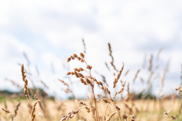 Gräser am Feldrand während eines schönen Sommertags bei strahlendem Sonnenschein und blauem Himmel