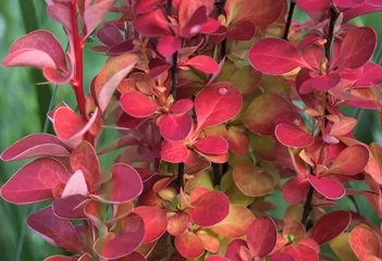 Color of the year 2023 viva magenta. Autumn branches of Japanese barberry with bright leaves, close-up. Bush of barberry in ornamental garden. Berberis Thunbergii, decor element of landscaping design.