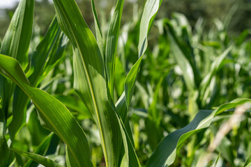 Fototapeta na wymiar Maispflanze im Sommer