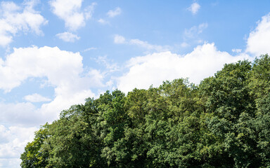 Wolken und blauer Himmel über kleinem Waldstück