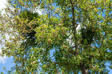Apple Tree on a sunny day with blue sky