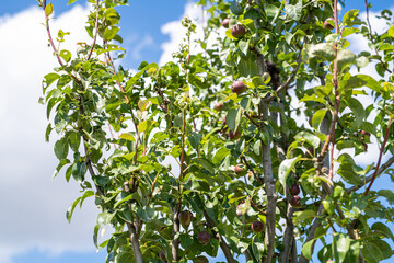 Apple Tree on a sunny day with blue sky