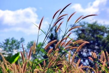 blooming grass and blue sky background