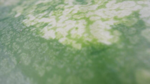 Green watermelon rind. Dolly slider extreme close-up. Laowa Probe. Slow mo.