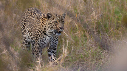 Leopardess blending into her environment