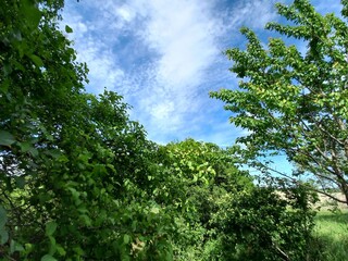 nature, flowers, plants, sky, landscape, flora