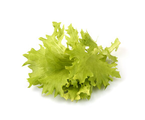 Lettuce salad leaves isolated on white background