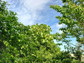 nature, flowers, plants, sky, landscape, flora