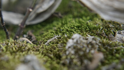 Green Moss Earth