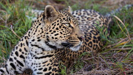 Fototapeta na wymiar Close up of a leopardess
