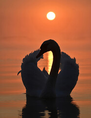 Graceful swan at sunset