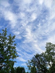 nature, flowers, plants, sky, landscape, flora