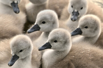 Young swans