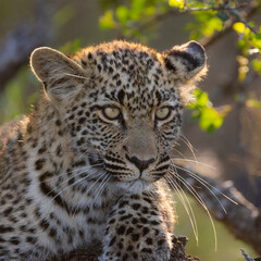 a leopard cub resting on a dead tree in golden light