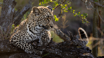 a leopard cub resting on a dead tree in golden light