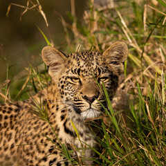 leopard cub in golden light