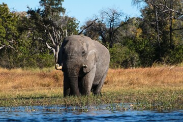 Obraz premium Walking safari in the Okavango Delta
