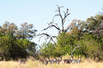 Walking safari in the Okavango Delta
