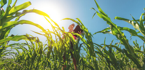 A young agronomist examines corn cobs on agricultural land. Farmer in a corn field on a sunny day