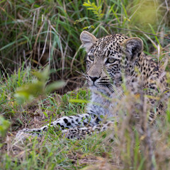 leopard cub in the wild, close up.