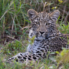 Fototapeta na wymiar leopard cub in the wild, close up.