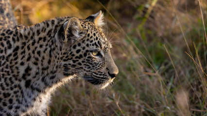 leopard close up in the wild