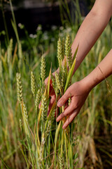 Naklejka premium wheat in young hand, green and yellow wheat
