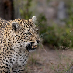 Fototapeta na wymiar leopardess growling , showing her teeth