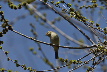 Willow Warbler (Phylloscopus trochilus). Photo was taken in Israel