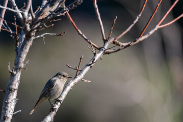 Willow Warbler (Phylloscopus trochilus). Photo was taken in Israel