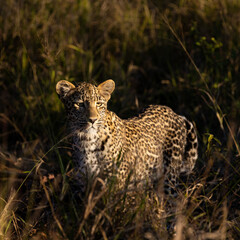 a leopard cub in golden light.