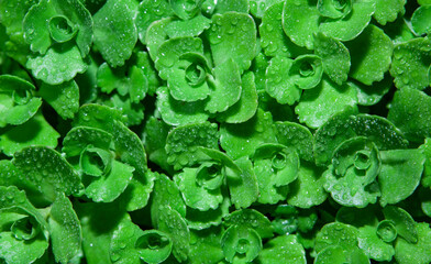 image of plant summer garden