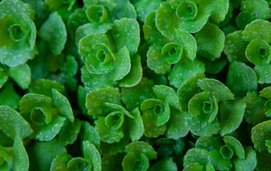image of plant summer garden