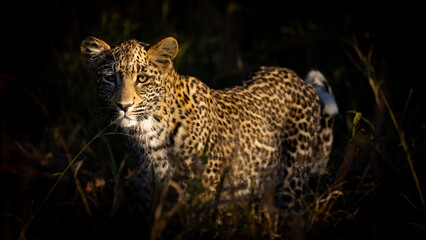 a leopard cub in golden light.