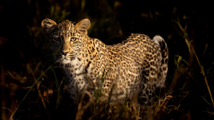 a leopard cub in golden light.