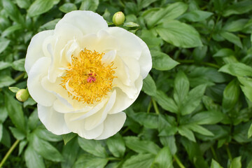 A large white peony flower on the background of nature. Botanical Garden.