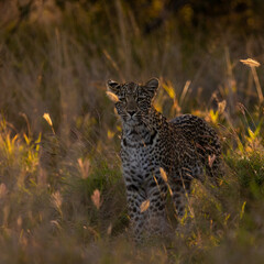 leopard cub in the wild, close up.
