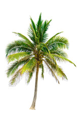 Coconut tree palm isolated on white background