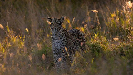 leopard cub in the wild, close up.