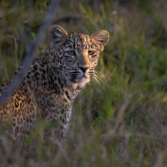 leopard cub in the wild, close up.