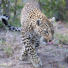 Close up of a leopardess