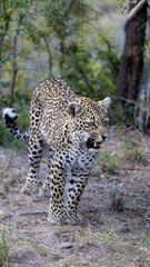 leopardess growling , showing her teeth