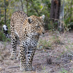 Obraz na płótnie Canvas Close up of a leopardess