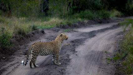 Fototapeta na wymiar leopard on the gravel road