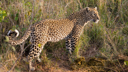 Fototapeta na wymiar Close up of a leopardess