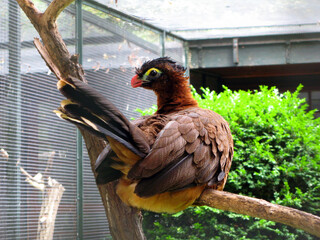 Colored bird nocturnal curassow Nothocrax urumutum sitting on a branch in a zoo close-up, Cracidae,...
