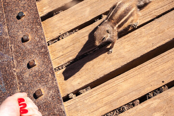 Curious barbary ground squirrel at volcano caldera Calderón Hondo Fuerteventura Atlantoxerus getulus