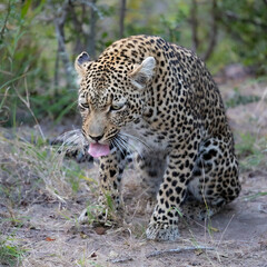 A leopardess being a bit sick