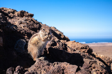 Curious barbary ground squirrel at volcano caldera Calderón Hondo Fuerteventura Atlantoxerus getulus