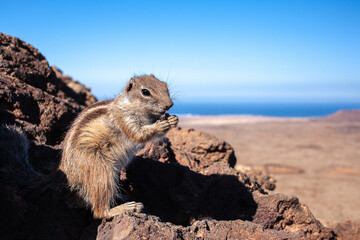 Curious barbary ground squirrel at volcano caldera Calderón Hondo Fuerteventura Atlantoxerus getulus